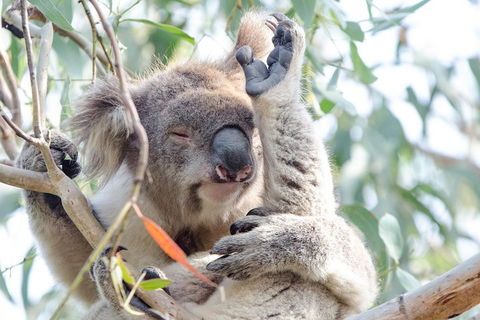 Great Ocean Road Reverse Itinerary With 12 Apostles From Melbourne - Dalby Accommodation 1