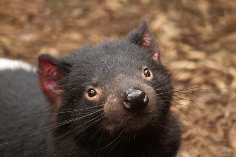 Day Tour In Mt. Field, Mt. Wellington, Bonorong Wildlife Sanctuary And Richmond - Dalby Accommodation 4