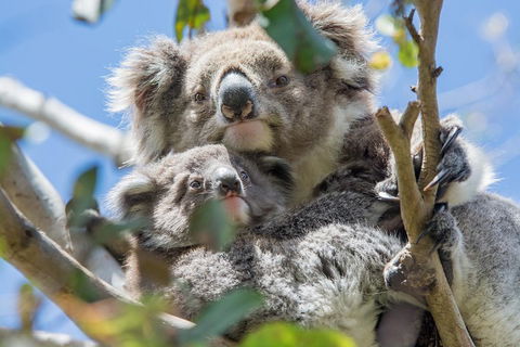 3-Day Adelaide To Melbourne Overland Trip Through Grampians And Great Ocean Road - Dalby Accommodation 3