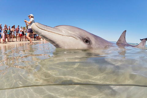 7-Day Exmouth Explorer Via Pinnacles Monkey Mia Ningaloo Reef Returning To Perth - Dalby Accommodation 1