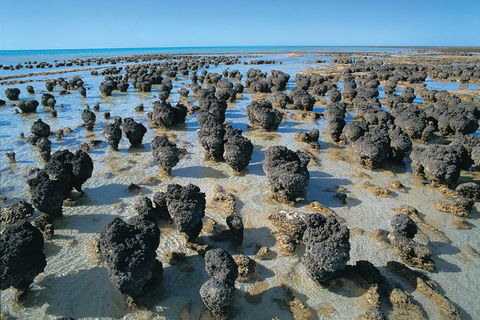 7-Day Exmouth Explorer Via Pinnacles Monkey Mia Ningaloo Reef Returning To Perth - Dalby Accommodation 3