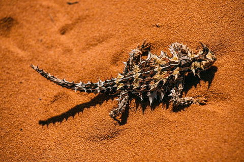 4-Day Coastal Loop Via Monkey Mia Wild Dolphins Kalbarri Pinnacles Perth Return - Dalby Accommodation 5