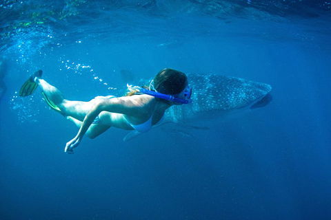 6-Day Coral Coaster From Perth To Exmouth One-Way Via Monkey Mia Ningaloo Reef - Dalby Accommodation 3
