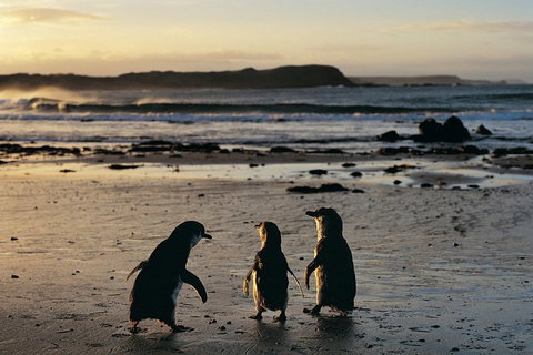 Small-Group Phillip Island Day Trip From Melbourne With Penguin Plus Viewing - Dalby Accommodation 2