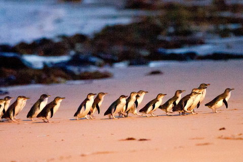 Small-Group Phillip Island Day Trip From Melbourne With Penguin Plus Viewing - Dalby Accommodation 4