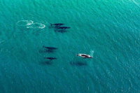 40-45 Minute Port Stephens and Stockton Beach Helicopter Flight - For 2, Newcastle