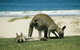 Private Great Ocean Road Full Day Tour - 1 Day Tour - thumb 3