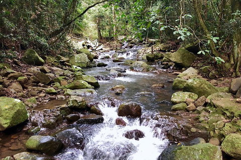 Springbrook Full Day Tour - Dalby Accommodation 0