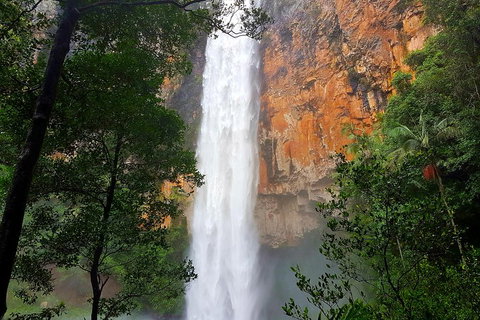 Springbrook Full Day Tour - Dalby Accommodation 5