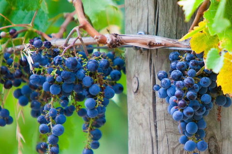 Yarra Valley, Dandenong Ranges Inc. Lunch With Wine,plus Morning Tea,chocolate - Dalby Accommodation 0