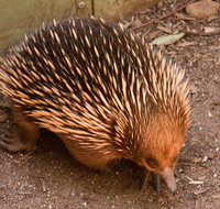 Puffing Billy And Healesville Sanctuary Scenic Tour - Dalby Accommodation