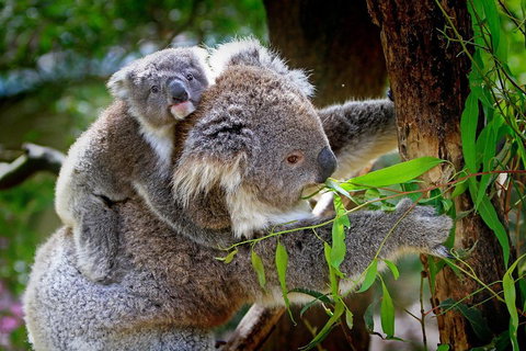 Private Three Day Great Ocean Road Tour - Dalby Accommodation 2