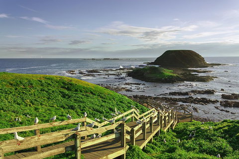 Full-Day Private Australian Wildlife Tour Of Phillip Island - Dalby Accommodation 0