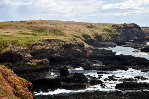 Full-Day Private Australian Wildlife Tour Of Phillip Island - Dalby Accommodation 4