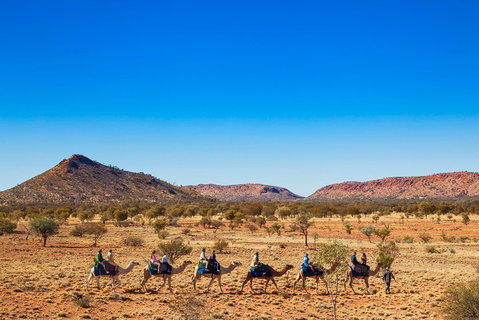 Alice Springs Camel Tour - Dalby Accommodation 0
