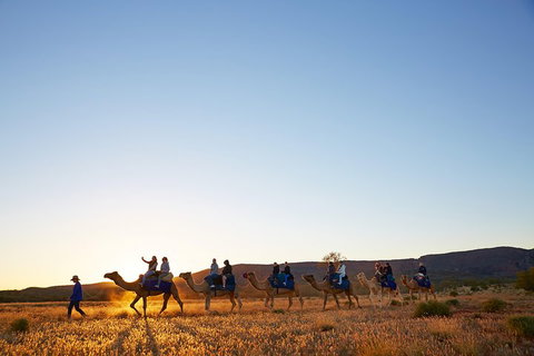 Alice Springs Camel Tour - Dalby Accommodation 1