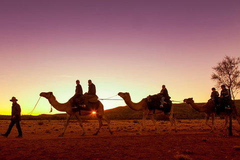 Alice Springs Camel Tour - Dalby Accommodation 4
