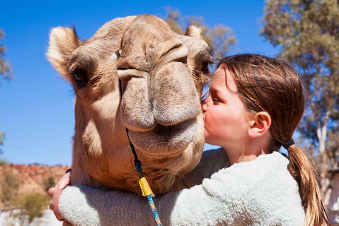Alice Springs Camel Tour - Dalby Accommodation 5