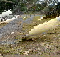 Kiama South Coast Tour with Coastline Farmlands Aboriginal Engravings  Lunch - Dalby Accommodation