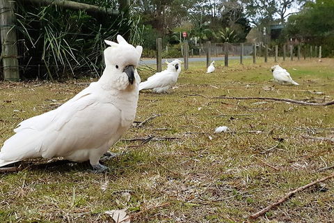Kiama South Coast Tour With Coastline, Farmlands, Aboriginal Engravings & Lunch - Dalby Accommodation 0