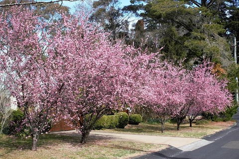 Blue Mountains - Dalby Accommodation 1
