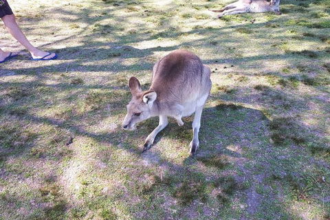 Private & Fully Guided 4-day Sydney Tour Package - Dalby Accommodation 5