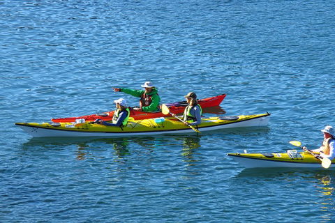 Half-Day Sydney Middle Harbour Guided Kayaking Eco Tour - Dalby Accommodation 0
