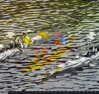 Self-Guided Sydney Middle Harbour Kayak 3 Hour Tour by Double Kayak - Dalby Accommodation