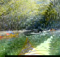 Middle Harbour Mangrove Explorer - Dalby Accommodation
