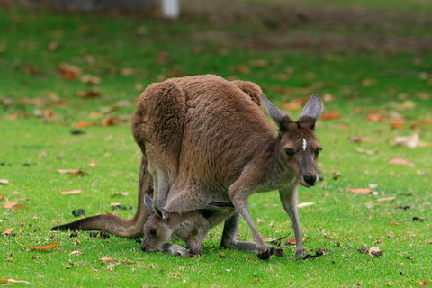 Australian Animals, Seascape And Sunset Photography Tour - Dalby Accommodation 2