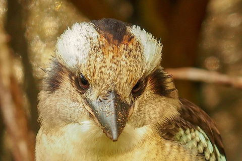 Australian Animals, Seascape And Sunset Photography Tour - Dalby Accommodation 3