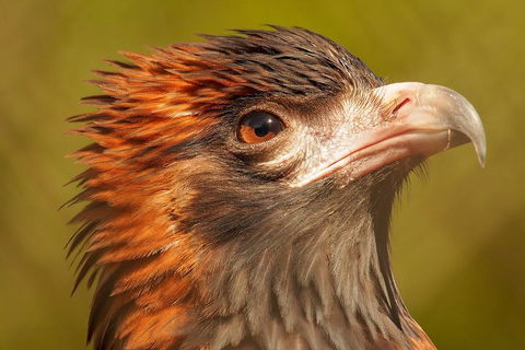 Australian Animals, Seascape And Sunset Photography Tour - Dalby Accommodation 4