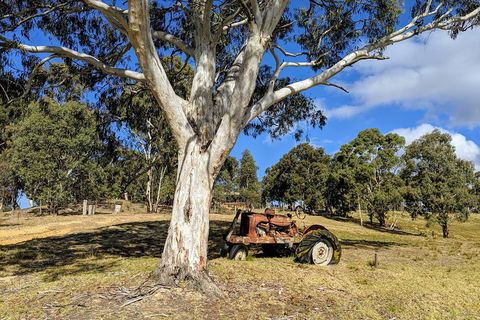 Blue Mountains Private Tour - Wild Kangaroos, Waterfalls And The Three Sisters - Dalby Accommodation 1