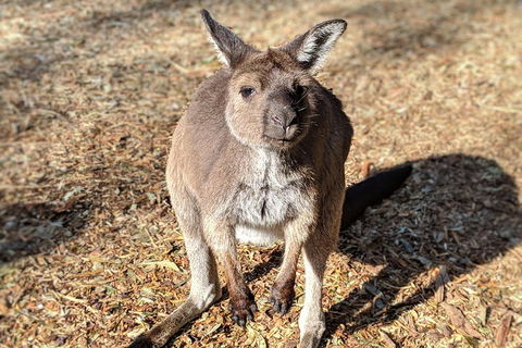 Blue Mountains Private Tour - Wild Kangaroos, Waterfalls And The Three Sisters - Dalby Accommodation 2