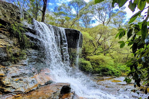 Blue Mountains Private Tour - Wild Kangaroos, Waterfalls And The Three Sisters - Dalby Accommodation 5