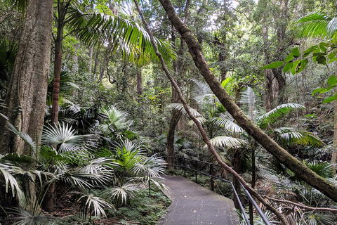 Erupting Blowholes And Ancient Rainforests With 'Personalised Sydney Tours' - Dalby Accommodation 2