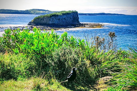 Erupting Blowholes And Ancient Rainforests With 'Personalised Sydney Tours' - Dalby Accommodation 3