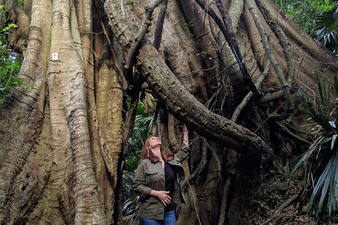 Erupting Blowholes And Ancient Rainforests With 'Personalised Sydney Tours' - Dalby Accommodation 4