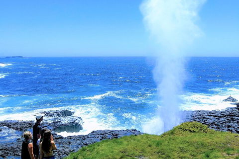 Erupting Blowholes And Ancient Rainforests With 'Personalised Sydney Tours' - Dalby Accommodation 5