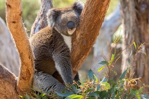 Mount Lofty Hike And Cleland Wildlife Park Day Trip From Adelaide - Dalby Accommodation 2