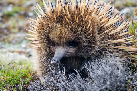 LGBT+ Friendly 3 Day Tour The Grampians, Daylesford & Ballarat - Dalby Accommodation 0