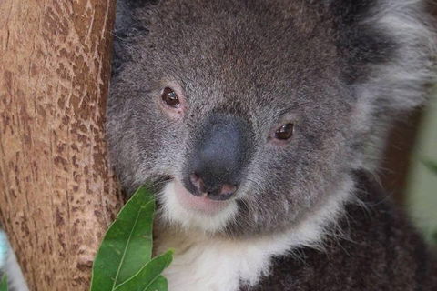 All Inclusive Blue Mountains Small-Group Day Trip From Sydney - Dalby Accommodation 1