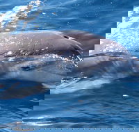 Jervis Bay Dolphin Watch Cruise - Dalby Accommodation
