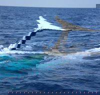 Whale Watching Jervis Bay - Dalby Accommodation