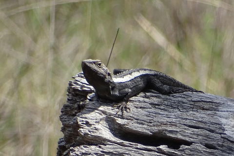 Inside The Greater Blue Mountains World Heritage - A Private Wildlife Safari Overnight - Dalby Accommodation 2