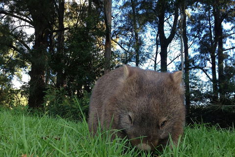 From The Mountains To The Bay - 4 Day Rediscovery Private Tour - Dalby Accommodation 5