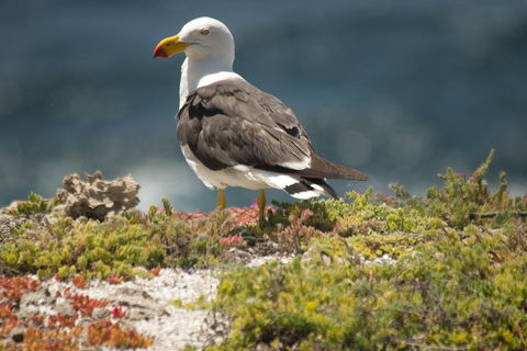 From The Mountains To The Bay - 4 Day Rediscovery Small Group Tour - Dalby Accommodation 1