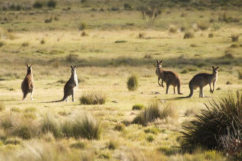 From The Mountains To The Bay - 4 Day Rediscovery Small Group Tour - Dalby Accommodation 4