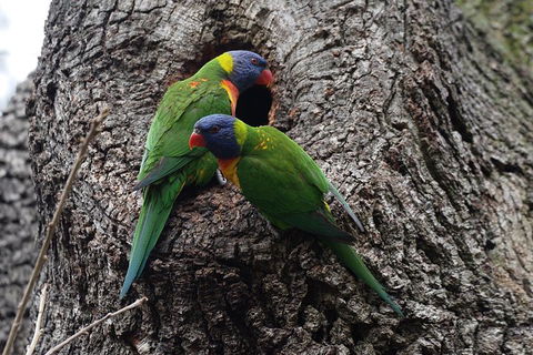 Private Blue Mountains Insider Tour From Sydney - Dalby Accommodation 3