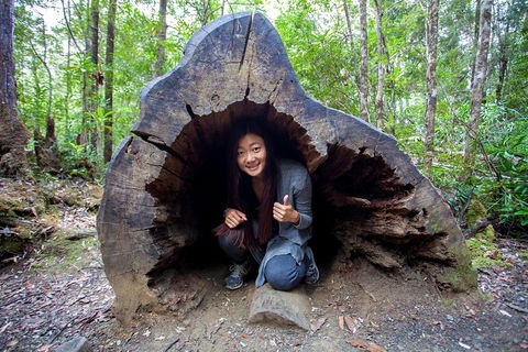 Tahune Airwalk Active Day Trip From Hobart Including Hastings Caves - Dalby Accommodation 2
